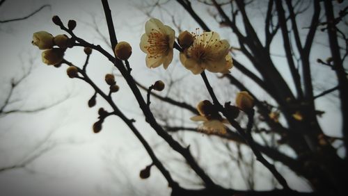 Close-up of flowering plant
