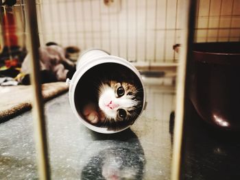 Close-up of cat in pipe