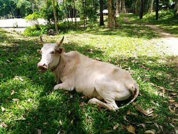 Cow on field