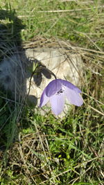 High angle view of purple crocus blooming on field
