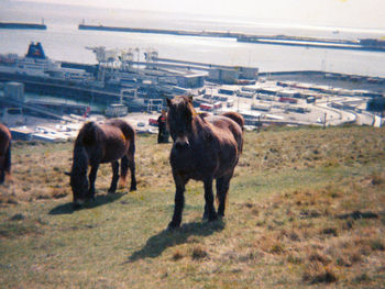 Horses in farm