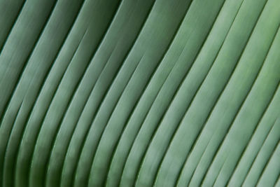 Silver green striped foliage of palm leaf natural pattern background