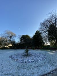 Trees on field against clear blue sky during winter