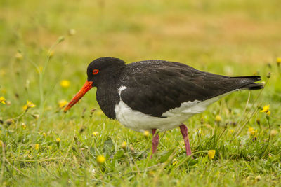 Close-up of a bird on grass