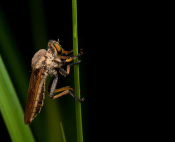 Close-up of insect on plant over black background