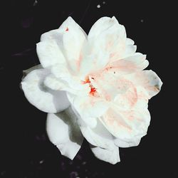 Close-up of white flower over black background