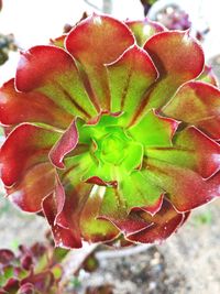 Close-up of red flower blooming outdoors