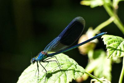 Close-up of insect on plant