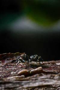 Close-up of insect on rock