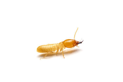 Close-up of insect on white background