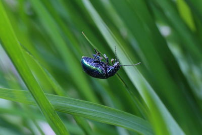 Close-up of beetle on grass.