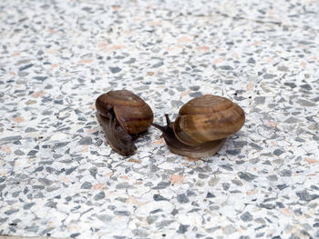 Close-up of snail