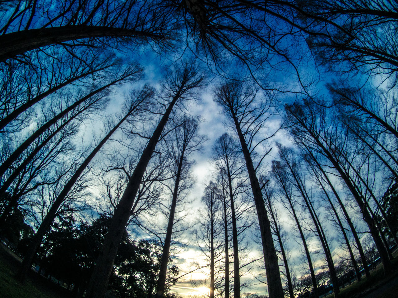 LOW ANGLE VIEW OF TREES AGAINST SKY