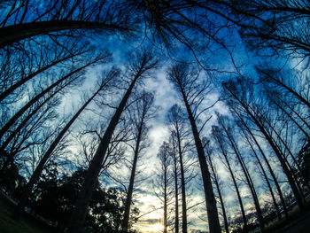 Low angle view of silhouette trees against sky