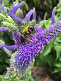 Close-up of insect on flower