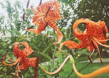 Close-up of orange flowers blooming in park