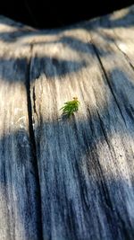 Close-up of insect on wooden plank