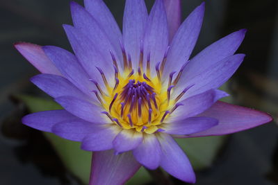 Close-up of purple water lily