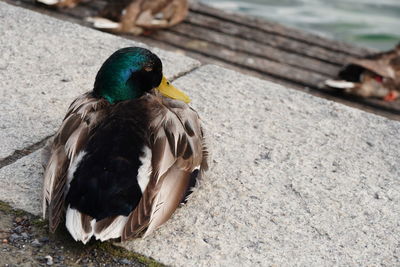 Close-up of birds perching