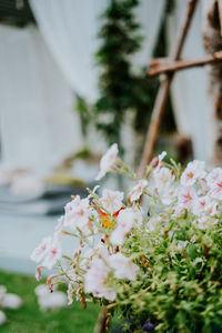 Close-up of white flowering plant