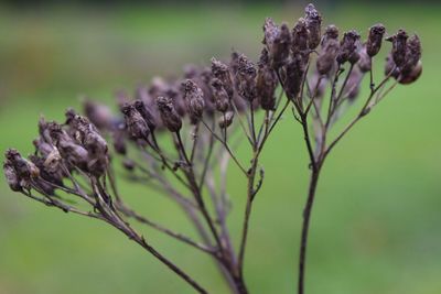 Close-up of flower plant