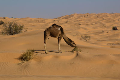 Footprints on sand dune