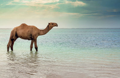 Horse standing on beach