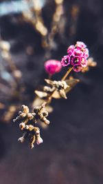 Close-up of cherry blossom