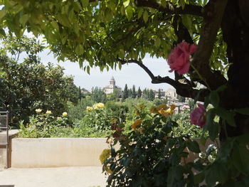 Close-up of flowering plants against trees