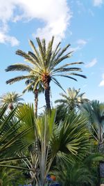 Low angle view of palm tree against sky