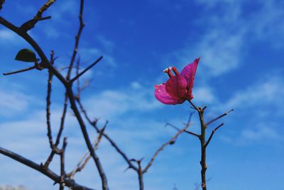 Close-up of red flower against sky