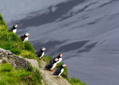 Puffins perching on cliff