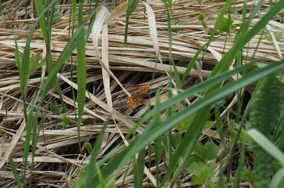 Close-up of bamboo on field