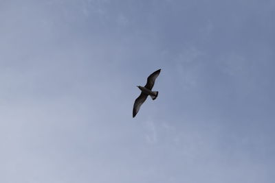 Low angle view of a bird flying