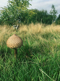 Mushrooms growing on field against sky