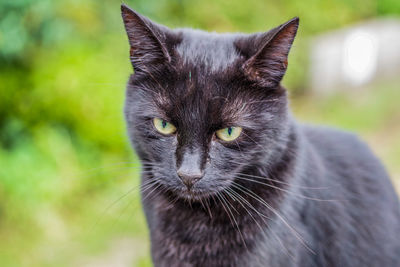 Close-up portrait of black cat outdoors