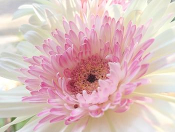 Close-up of pink flower