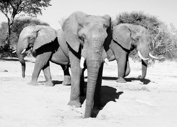 Elephant walking in a row