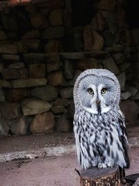 Close-up portrait of owl