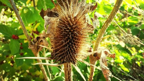 Close-up of insect on plant