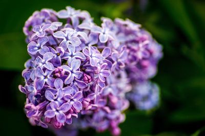 Close-up of purple flowers