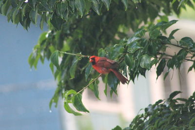 Bird perching on a tree