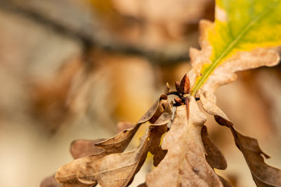 Close-up of insect on leaves