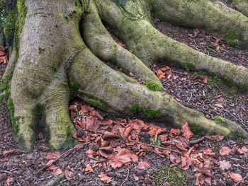 Close-up of tree trunk in forest