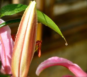 Close-up of wet flower blooming outdoors