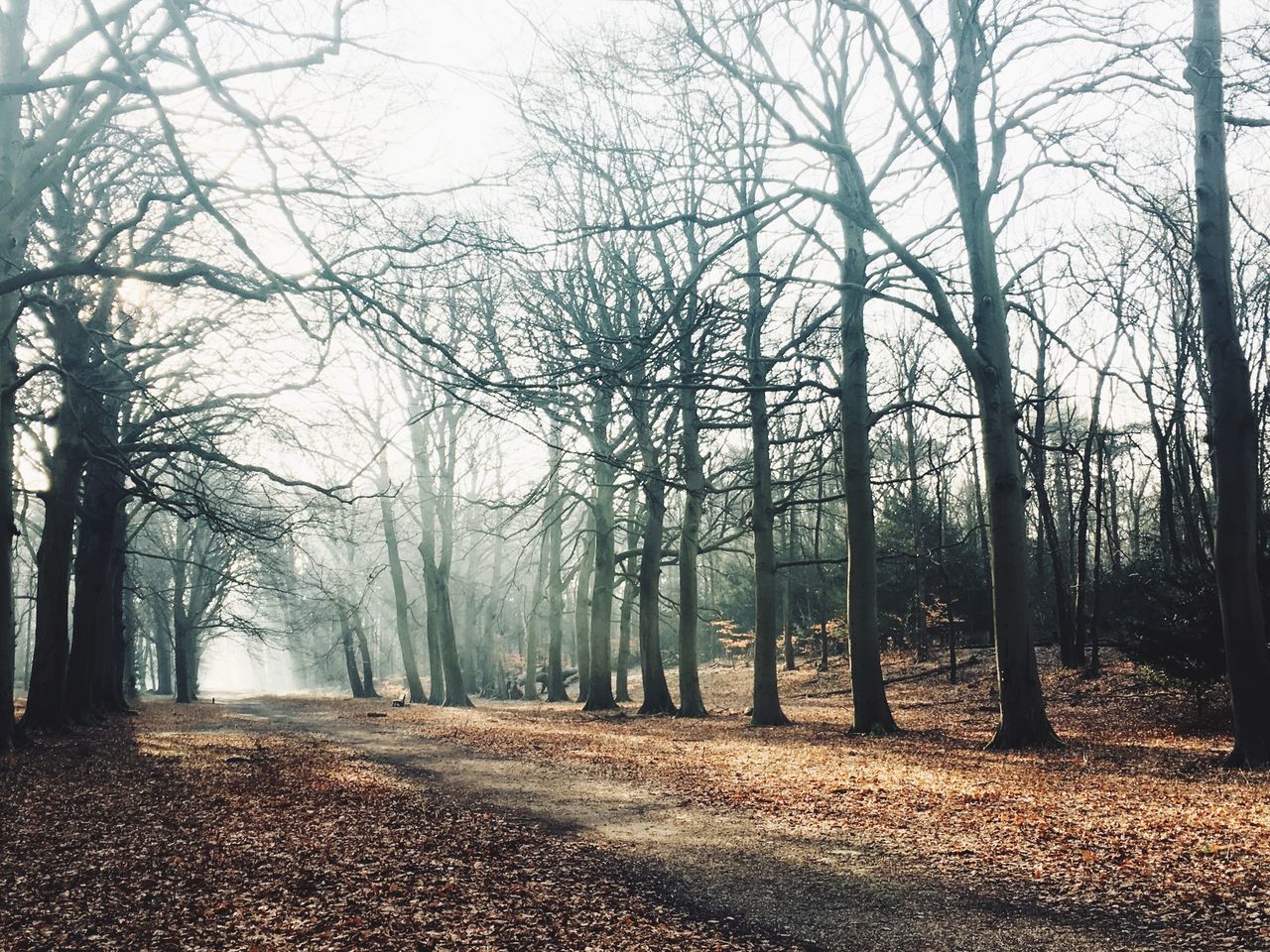 TREES IN FOREST DURING AUTUMN