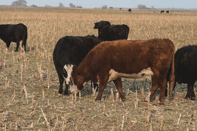 Cows grazing on field