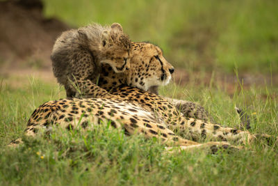 Cub climbs over cheetah lying on grass