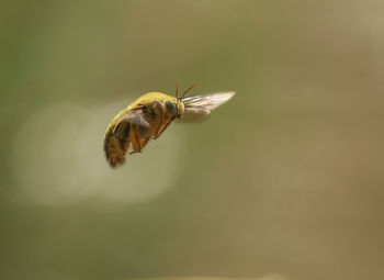 Close-up of insect on flower