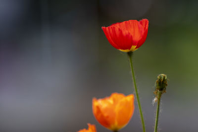 Close-up of red poppy flower